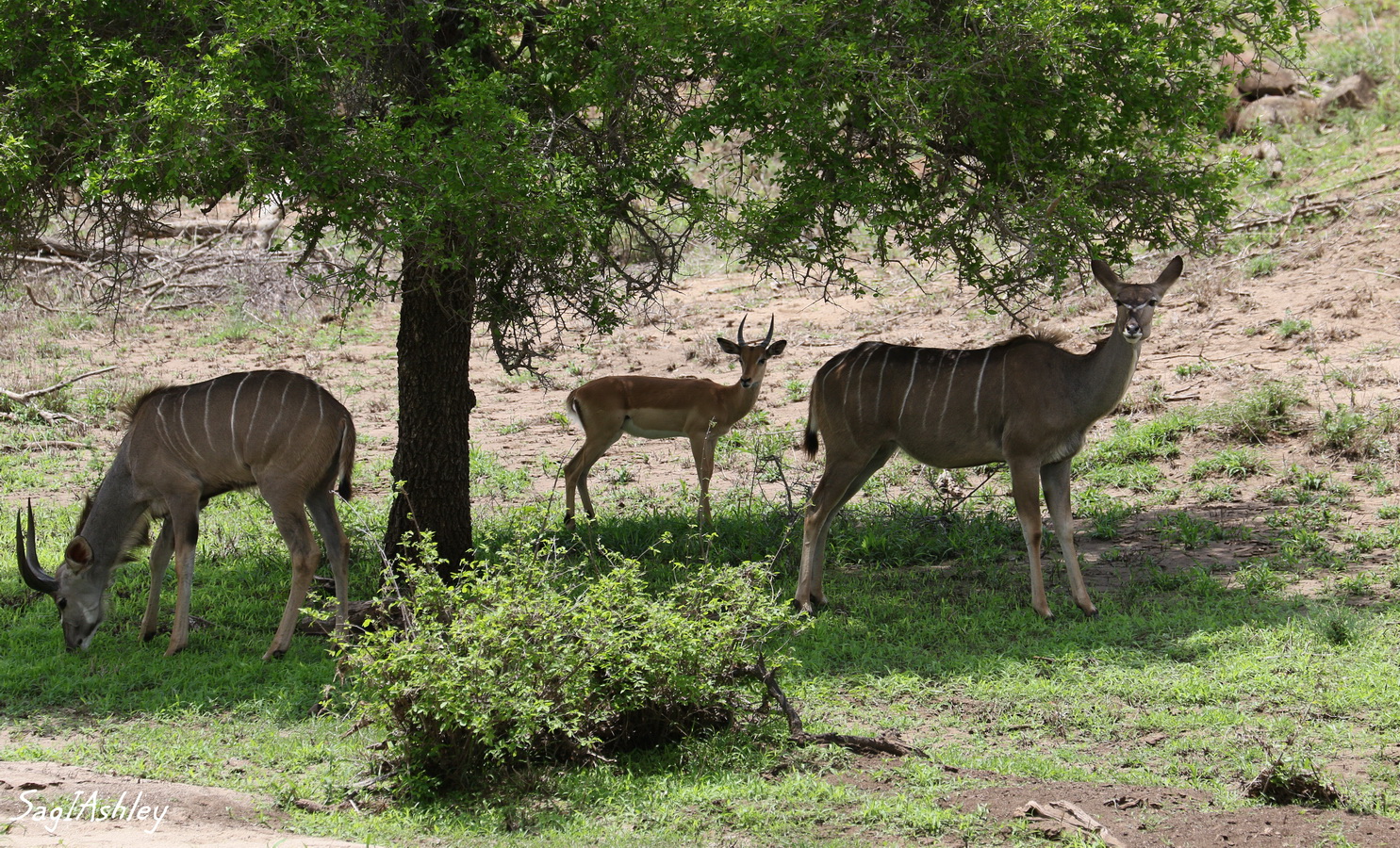 Bongos mâle et femelle, impala mâle