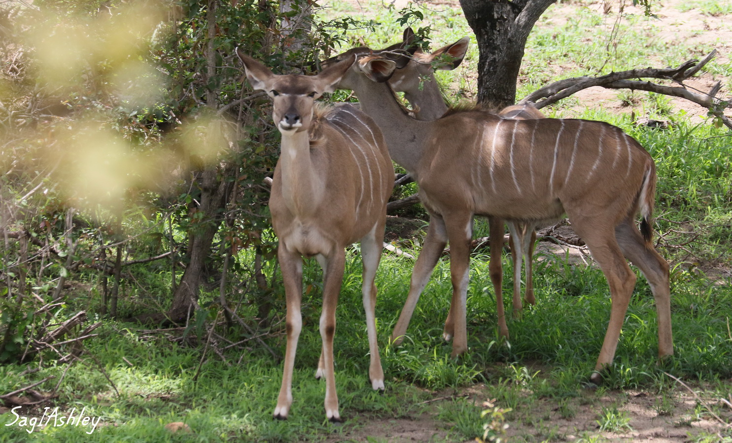 EO9A1743_GF Bongos femelles.jpg