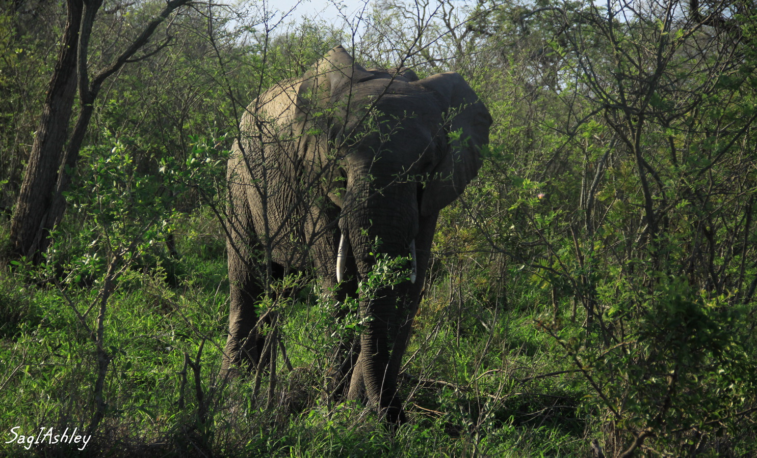 IMG_1390_GF Elephant.jpg