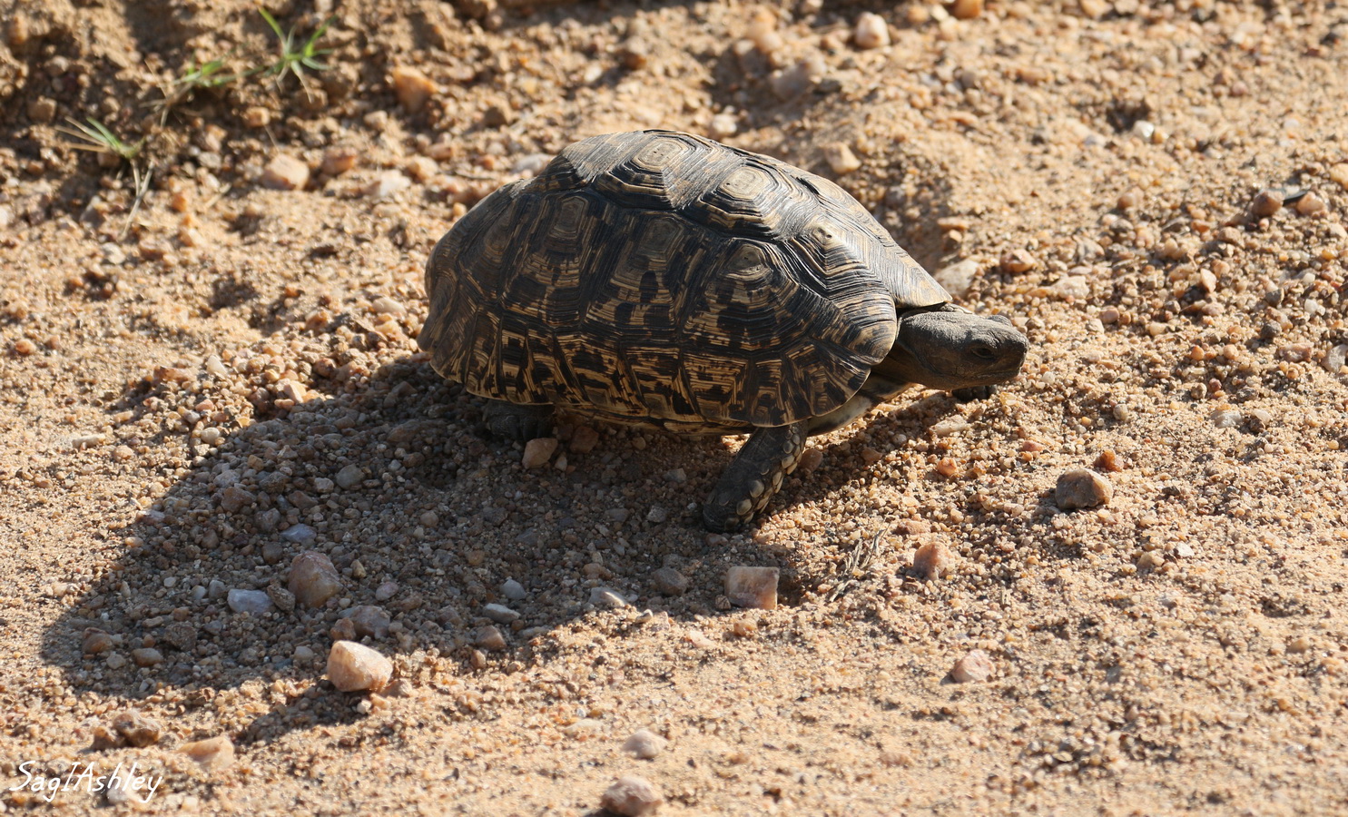 EO9A1585_GF Tortue.jpg