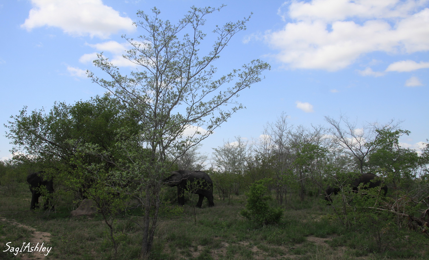 IMG_1469_GF ELEphant.jpg