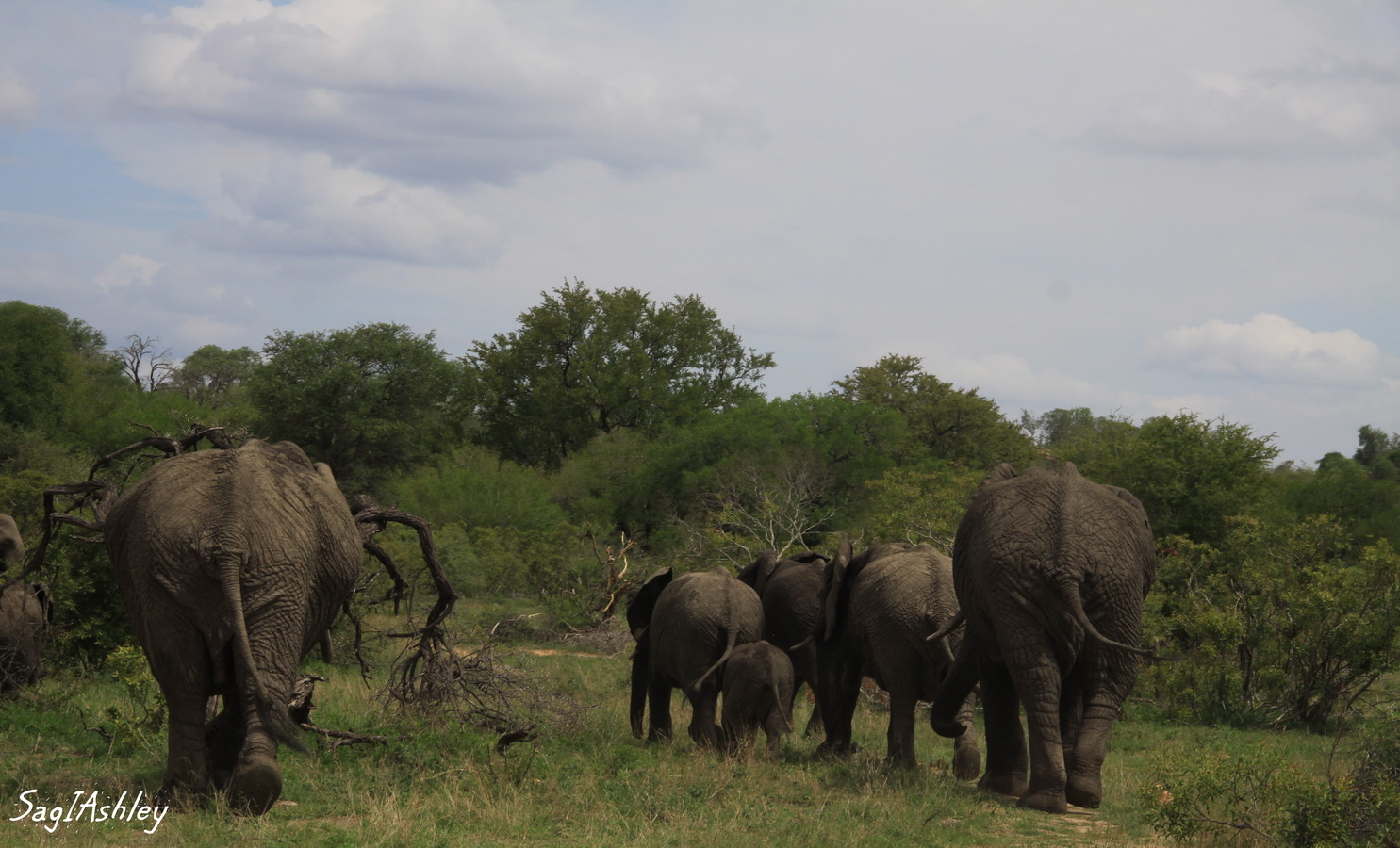 IMG_1560_GF ElEpHANt.jpg