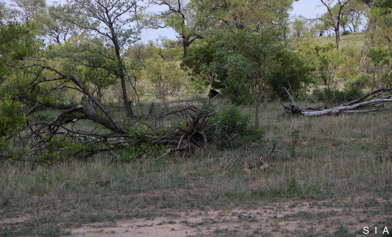 IMG_1152 passage elephant_GF.jpg