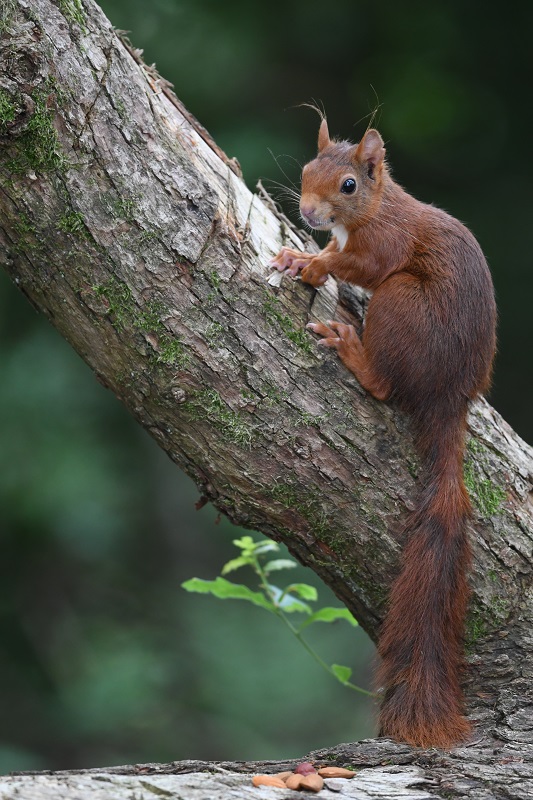 DSC_6887 - Copie.jpg