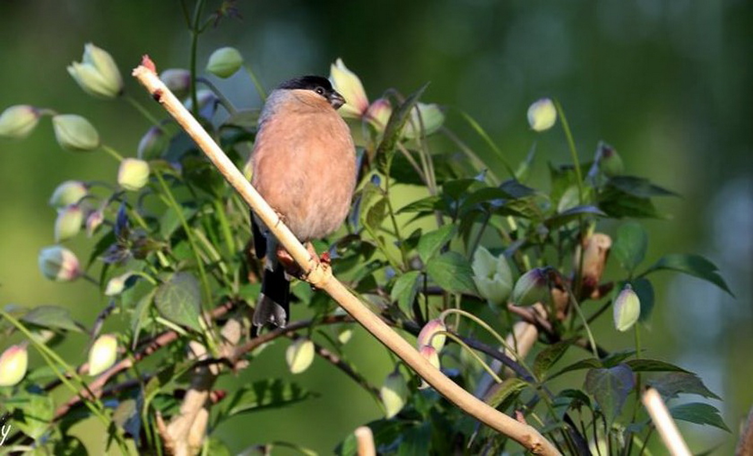 18034218_1528452133840162_806194520989520194_n (2).jpg