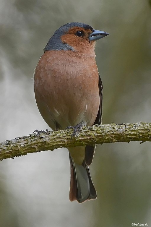 DSC_0184_filtered-001 (Copier).jpg