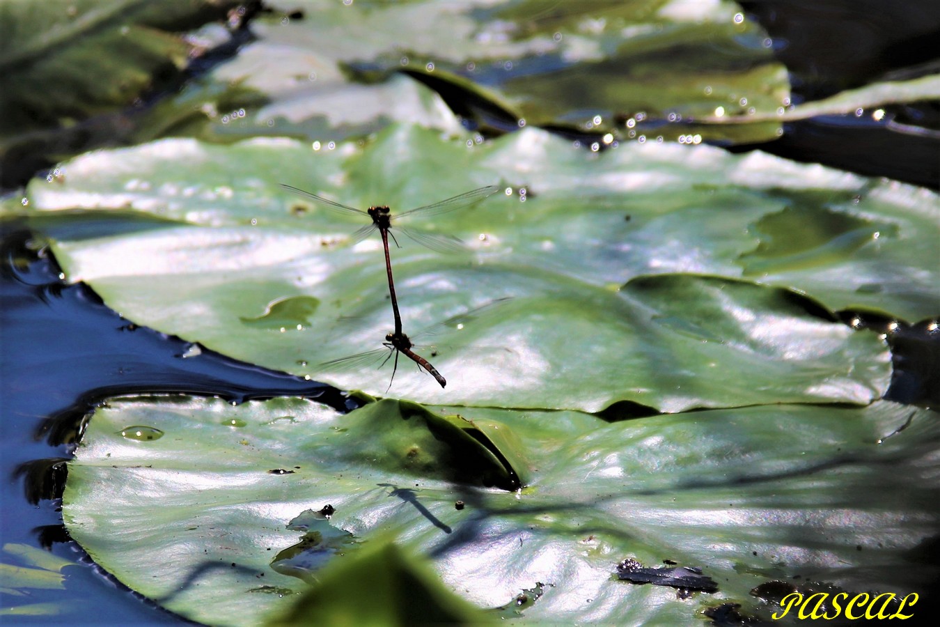 IMG_4830 - Copie.JPG