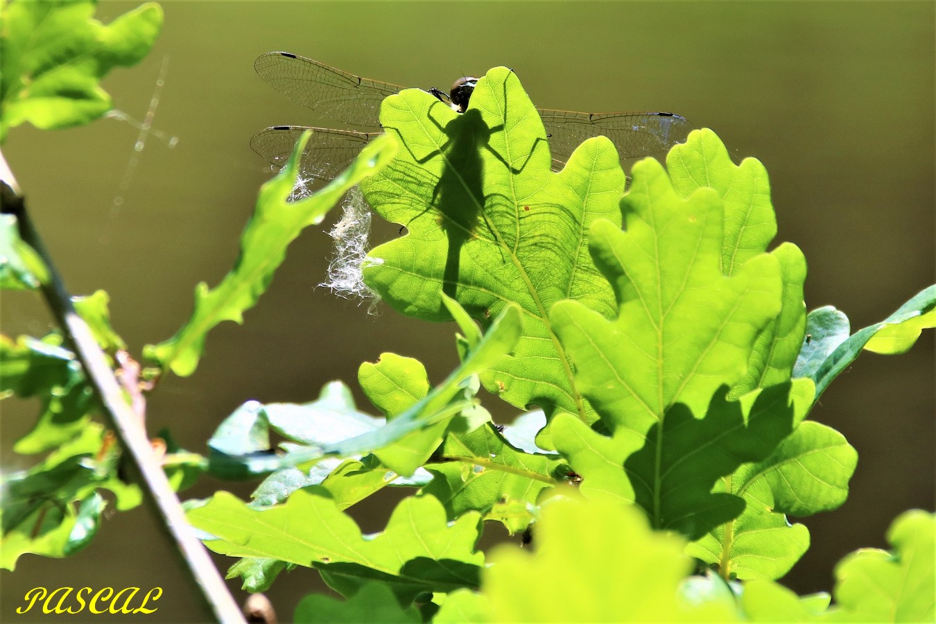 IMG_4834 - Copie.JPG