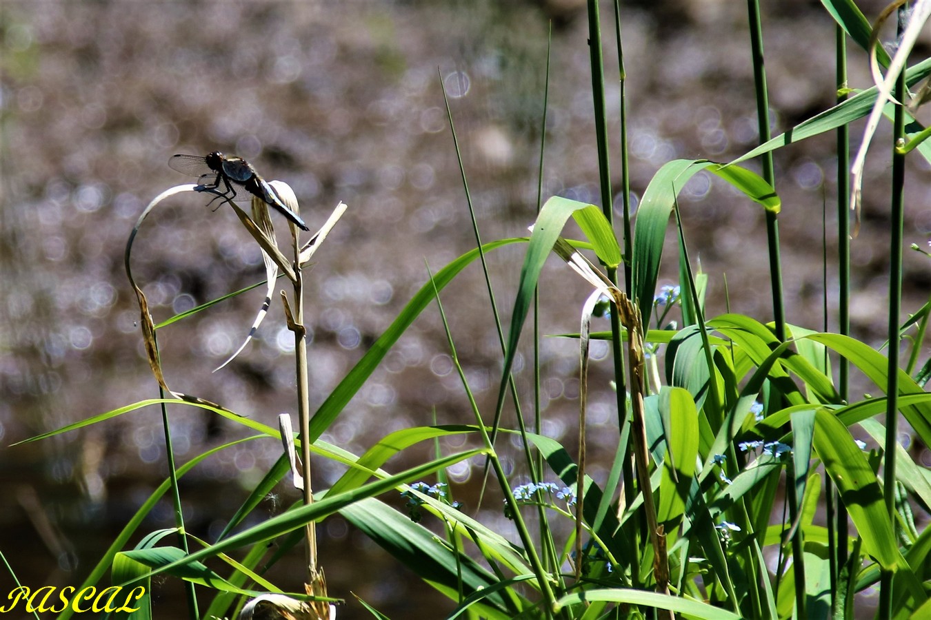 IMG_4835 - Copie.JPG