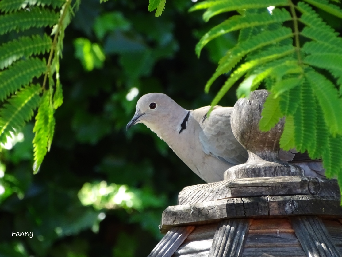 Tourterelle .DSC05434.jpg