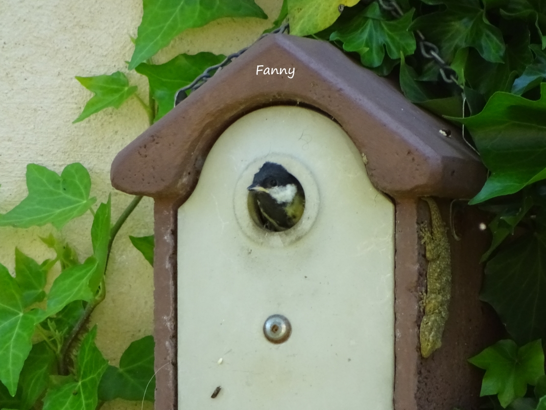 Mésange juvenile DSC05441 (2).jpg