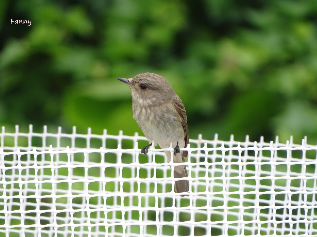 Gobemouche Gris.DSC05421.jpg