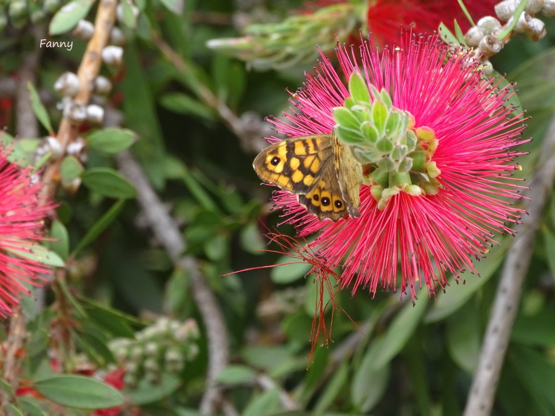 Callistemon.Signé DSC05415.jpg