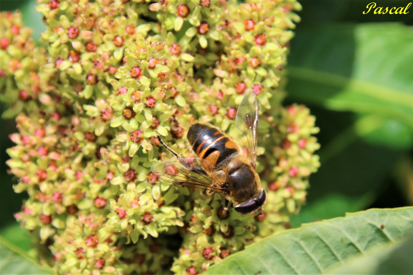 Mouche sur Sumac de Virginie.JPG
