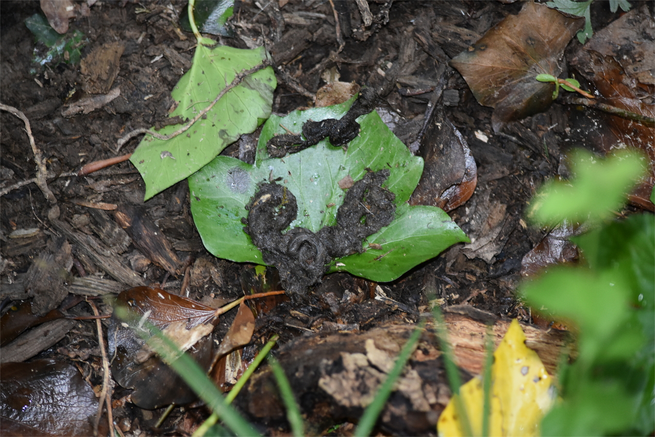 DSC_2575-1.JPG