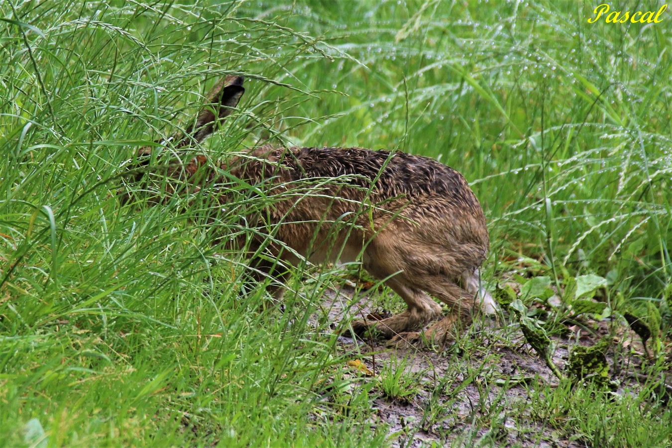 Lièvre variable.JPG