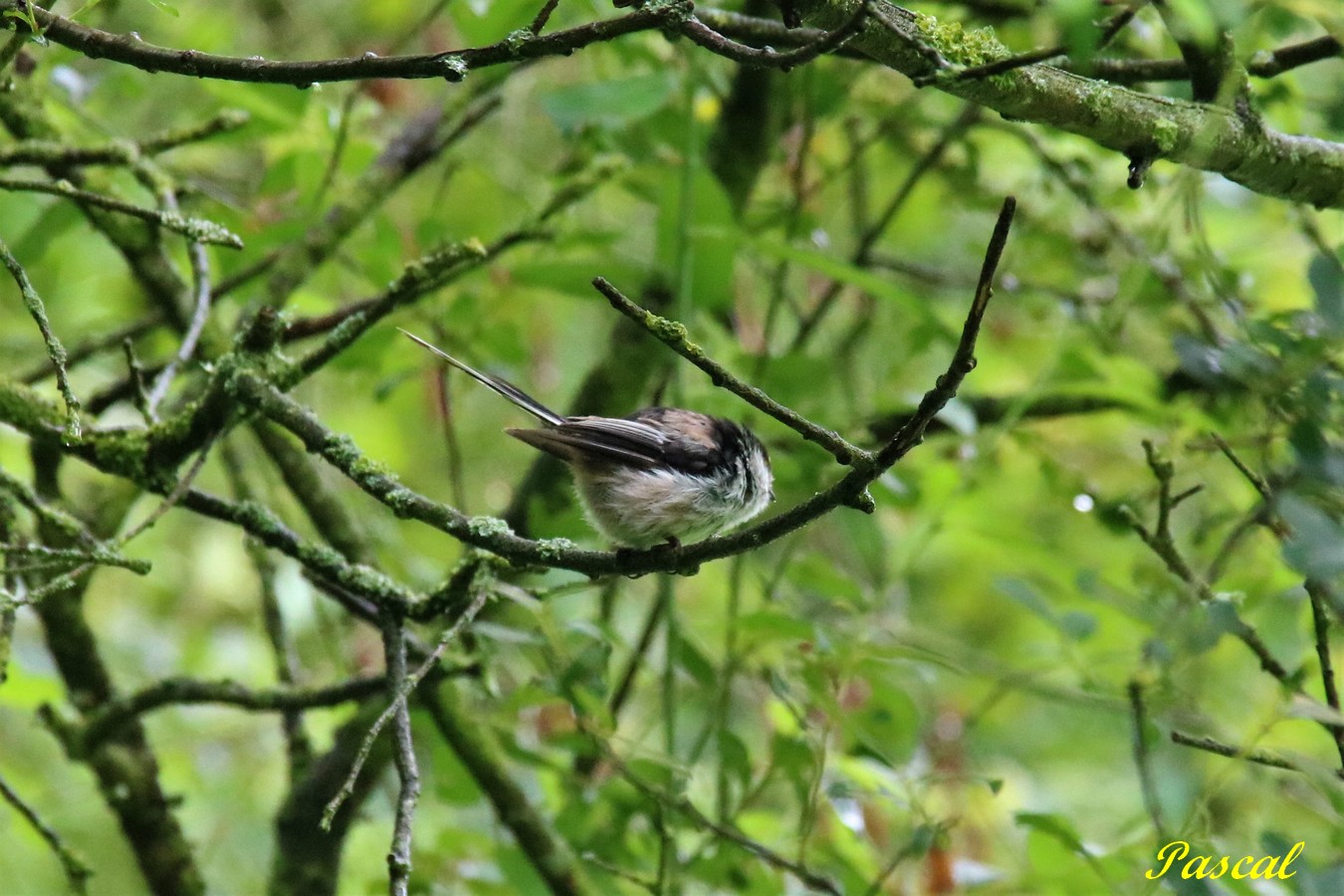 Mésange à longue-queue.JPG