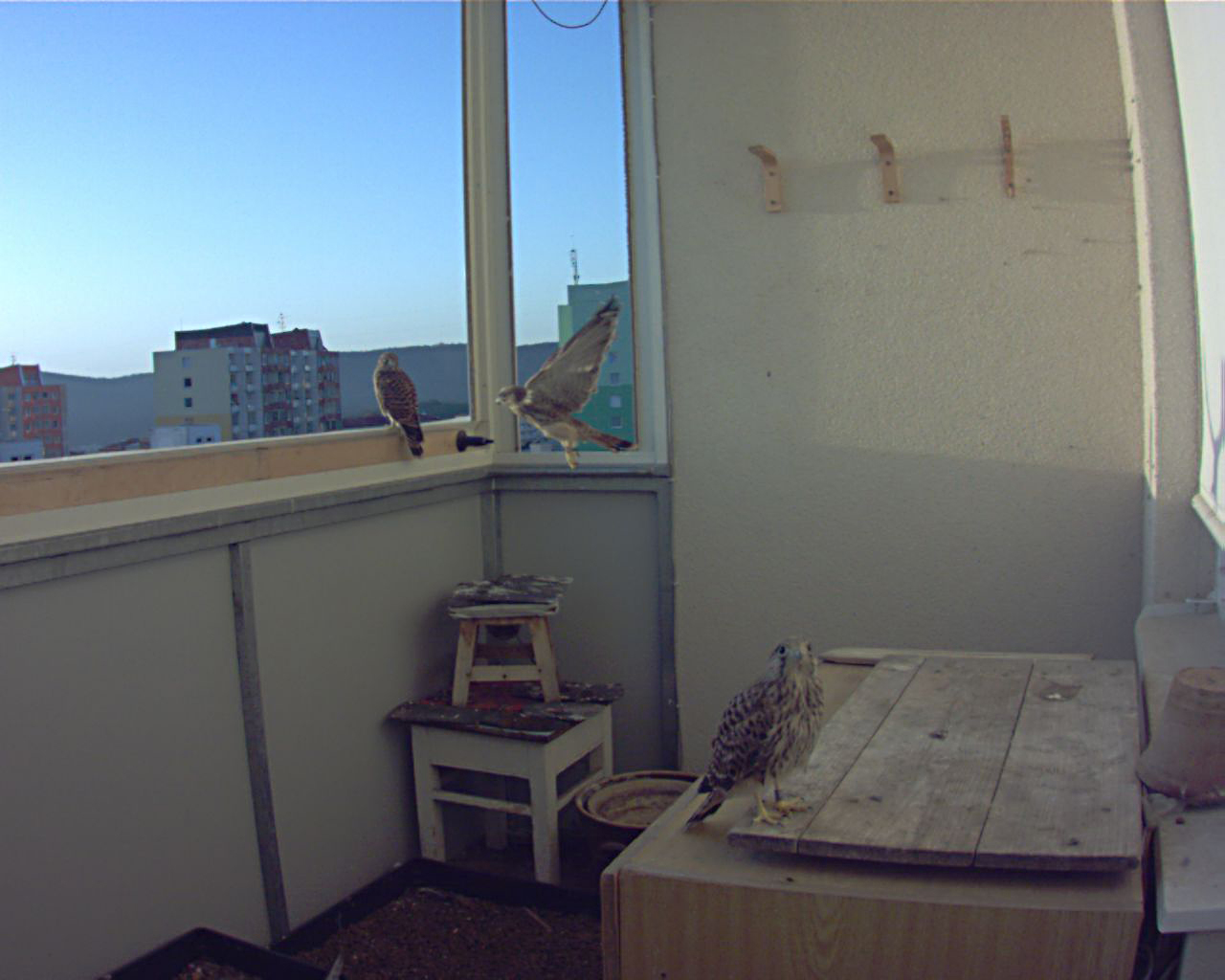 20190630_05-36-58uprav.jpg