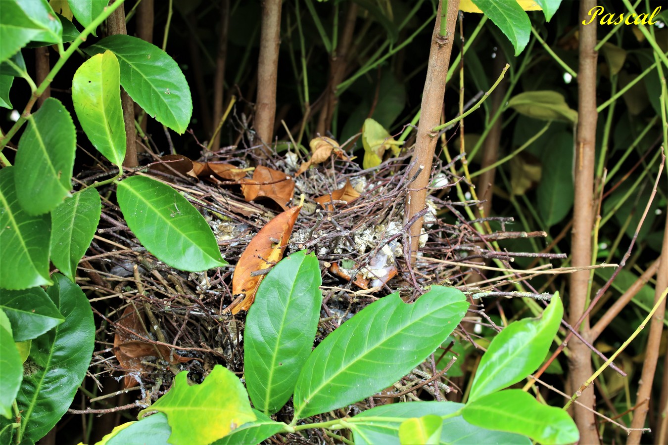 IMG_5074 - Copie.JPG