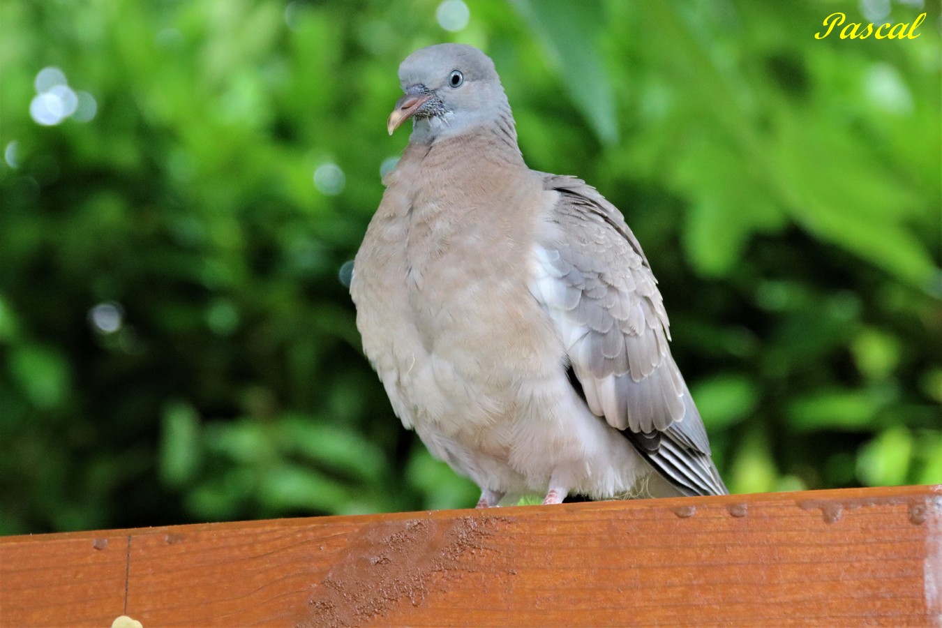 IMG_5077 - Copie.JPG