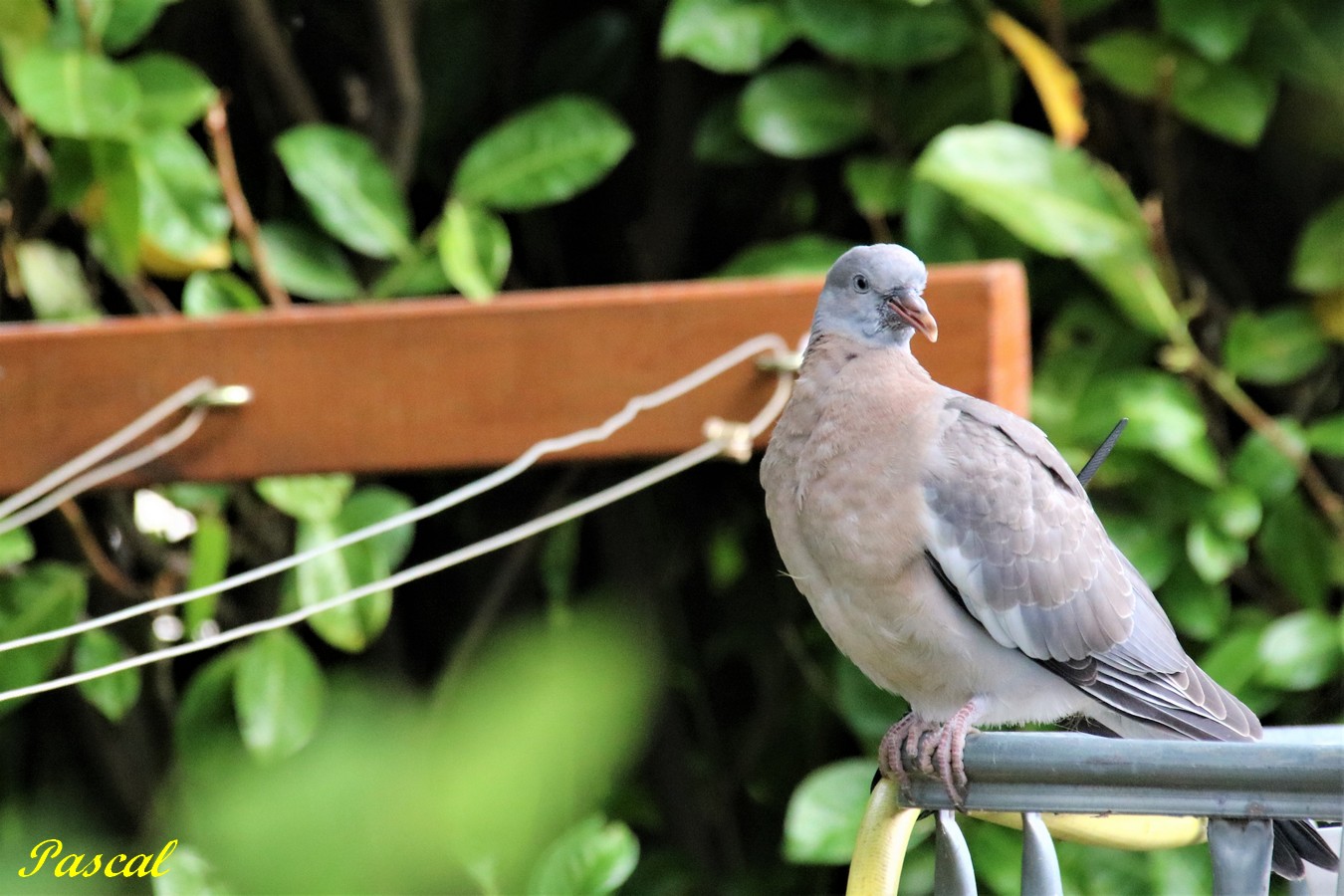 IMG_5075 - Copie.JPG