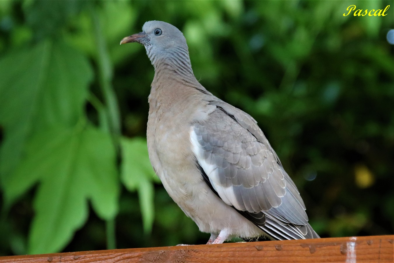 IMG_5078 - Copie.JPG