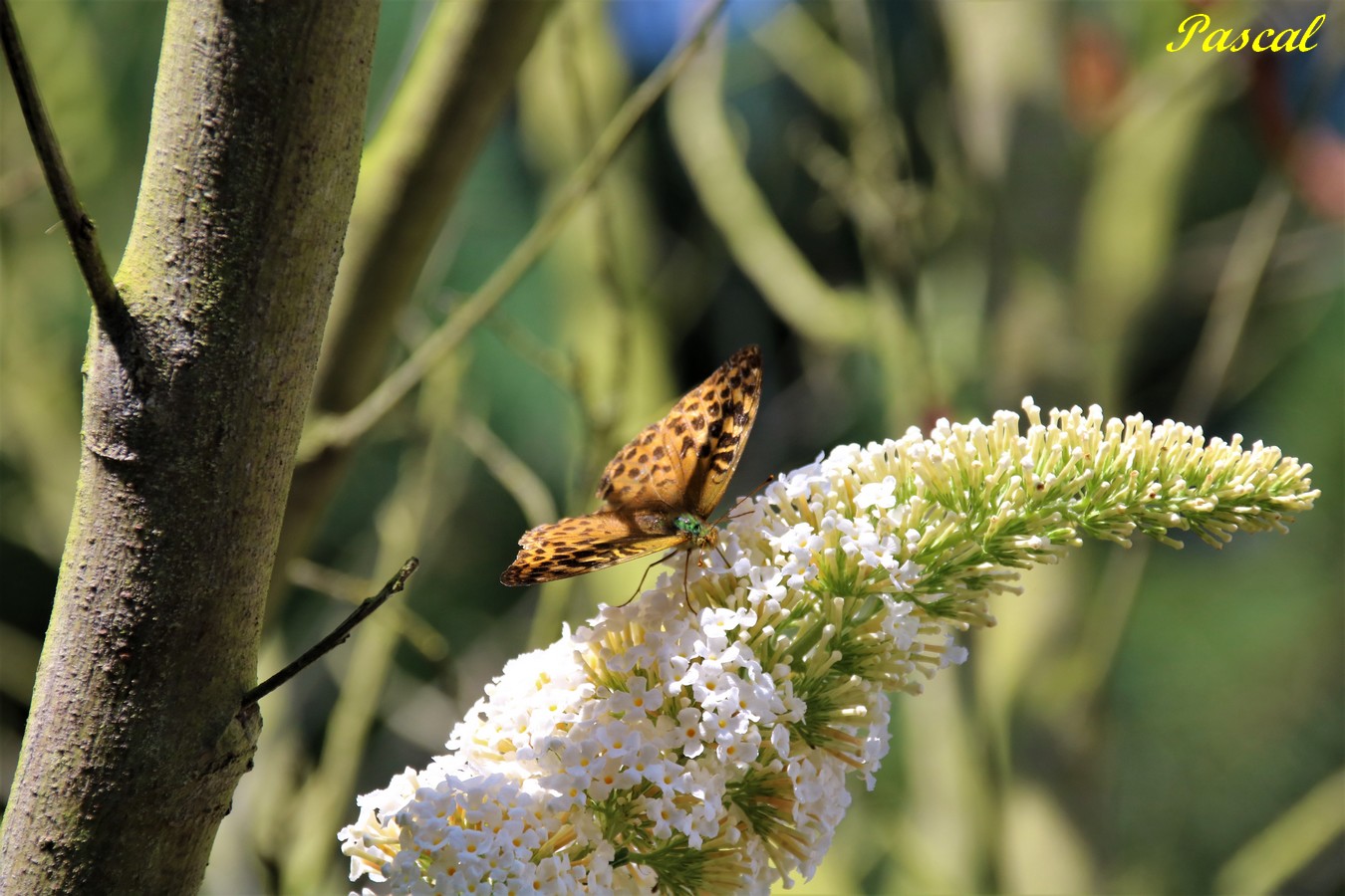 Petit Nacré sur Buddléïas 27 Juillet 2019 (1).JPG