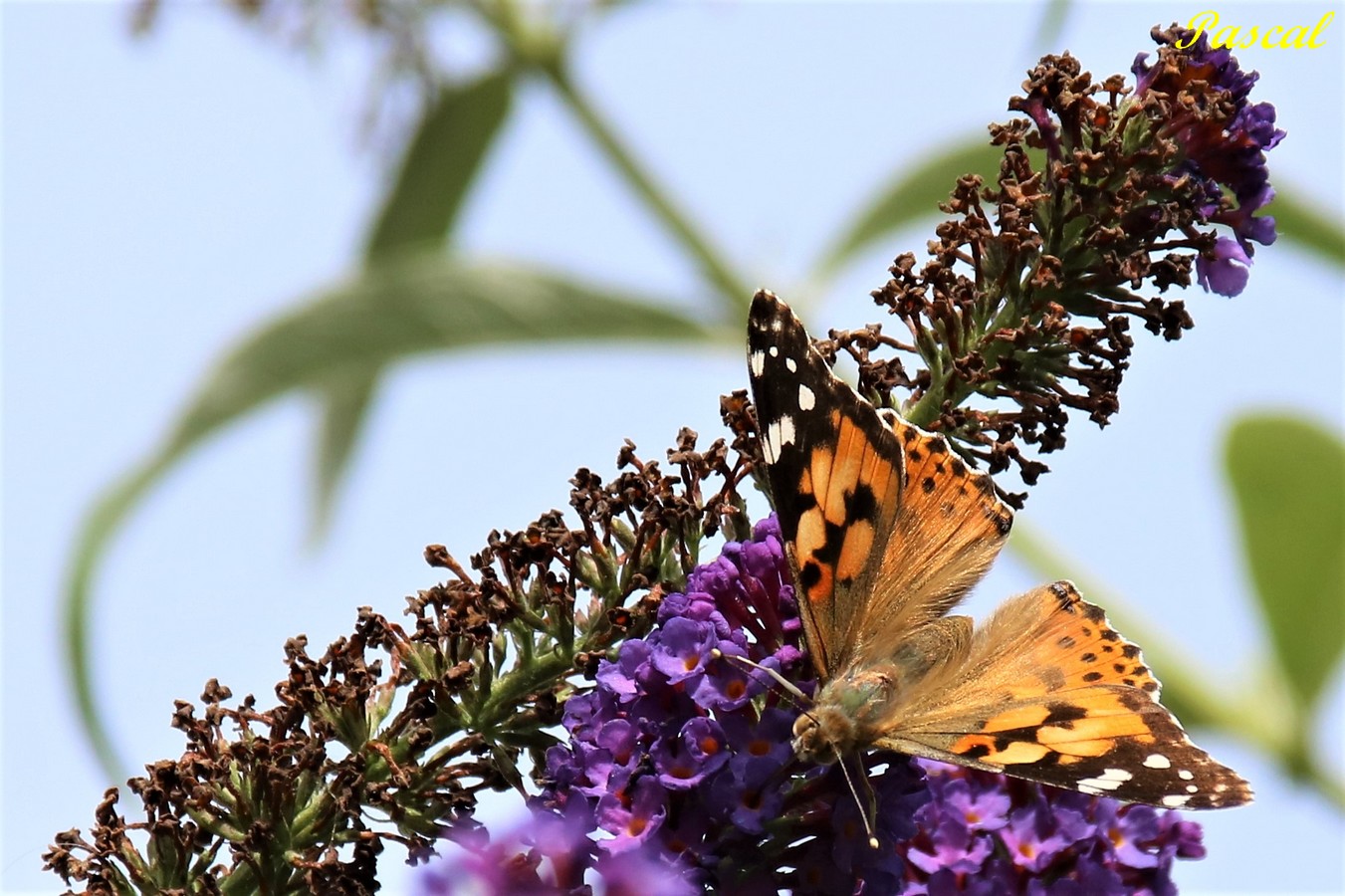 Belle-Dame sur Buddléïa blue jardin Dimanche 4 Août 2019 (1).JPG