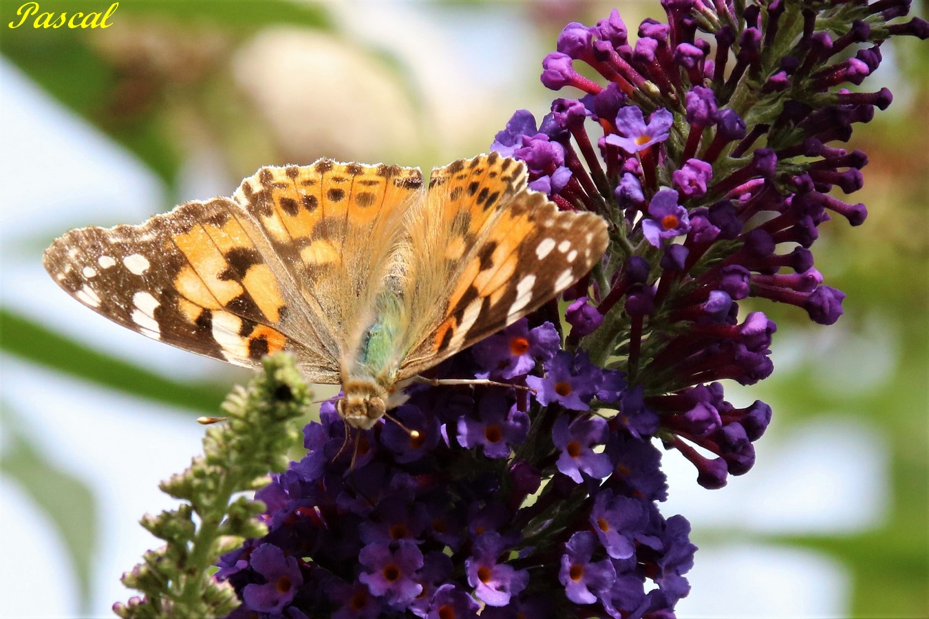 Belle-Dame sur Buddléïa Blue jardin Dimanche 4 Août 2019.JPG