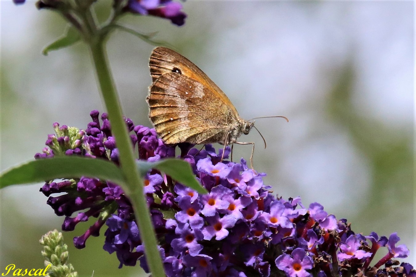 Myrtil, Procris ou Tabac d'Espagne  Buddléïa Blue jardin Dimanche 4 Août 2019.JPG
