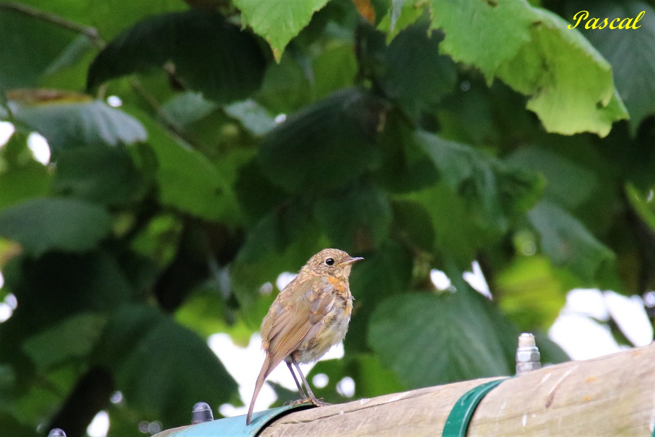Jeune Rouge-Gorge Jardin Dimanche 4 Août 2019.JPG
