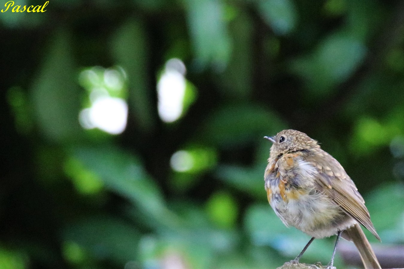 Jeune Rouge-Gorge jardin Dimanche 4 Août 2019.JPG