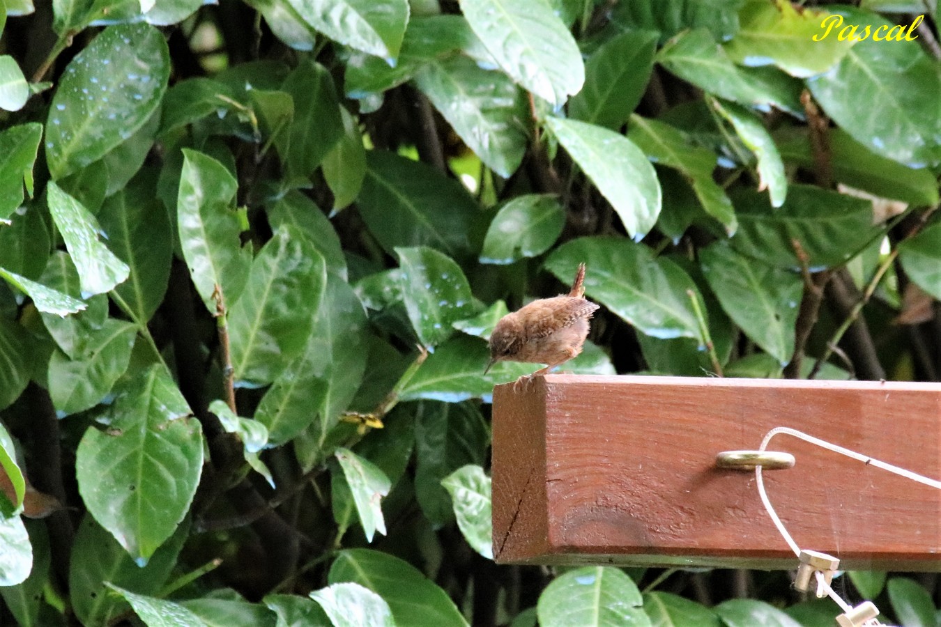 Troglodyte-mignon sur poteau cordes à linge Dimanche 4 Août 2019.JPG