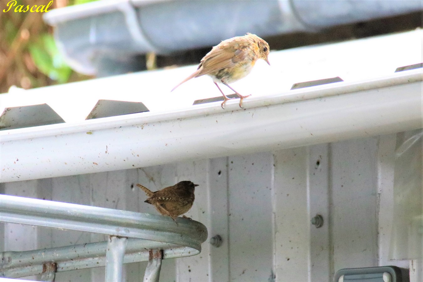 Jeune Rouge-Gorge et Troglodyte-Mignon s'apprêtant à aller boire dans la goutière Dimanche 4 Août 2019.JPG