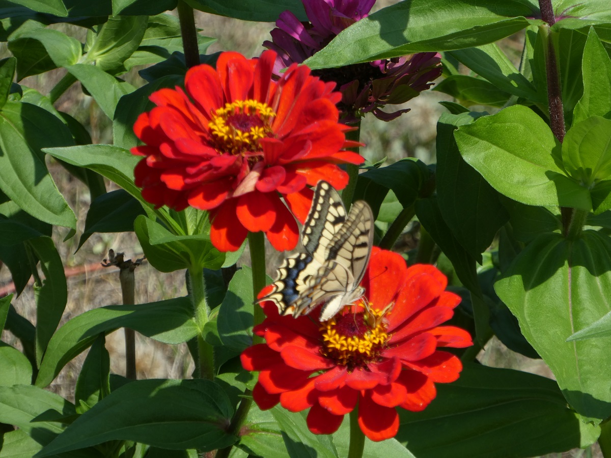 machaon.jpg