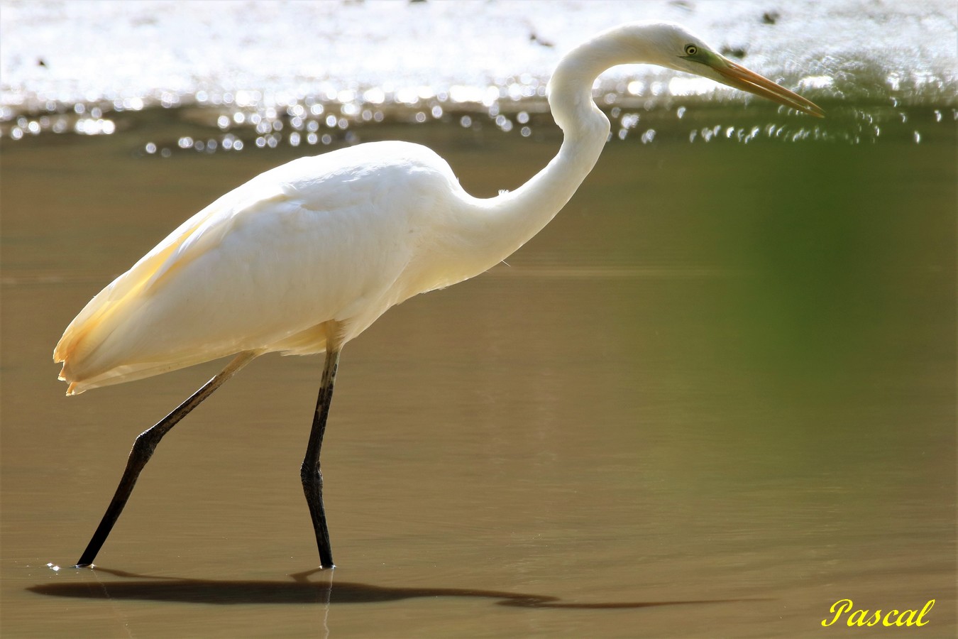 Grande Aigrette 1.JPG