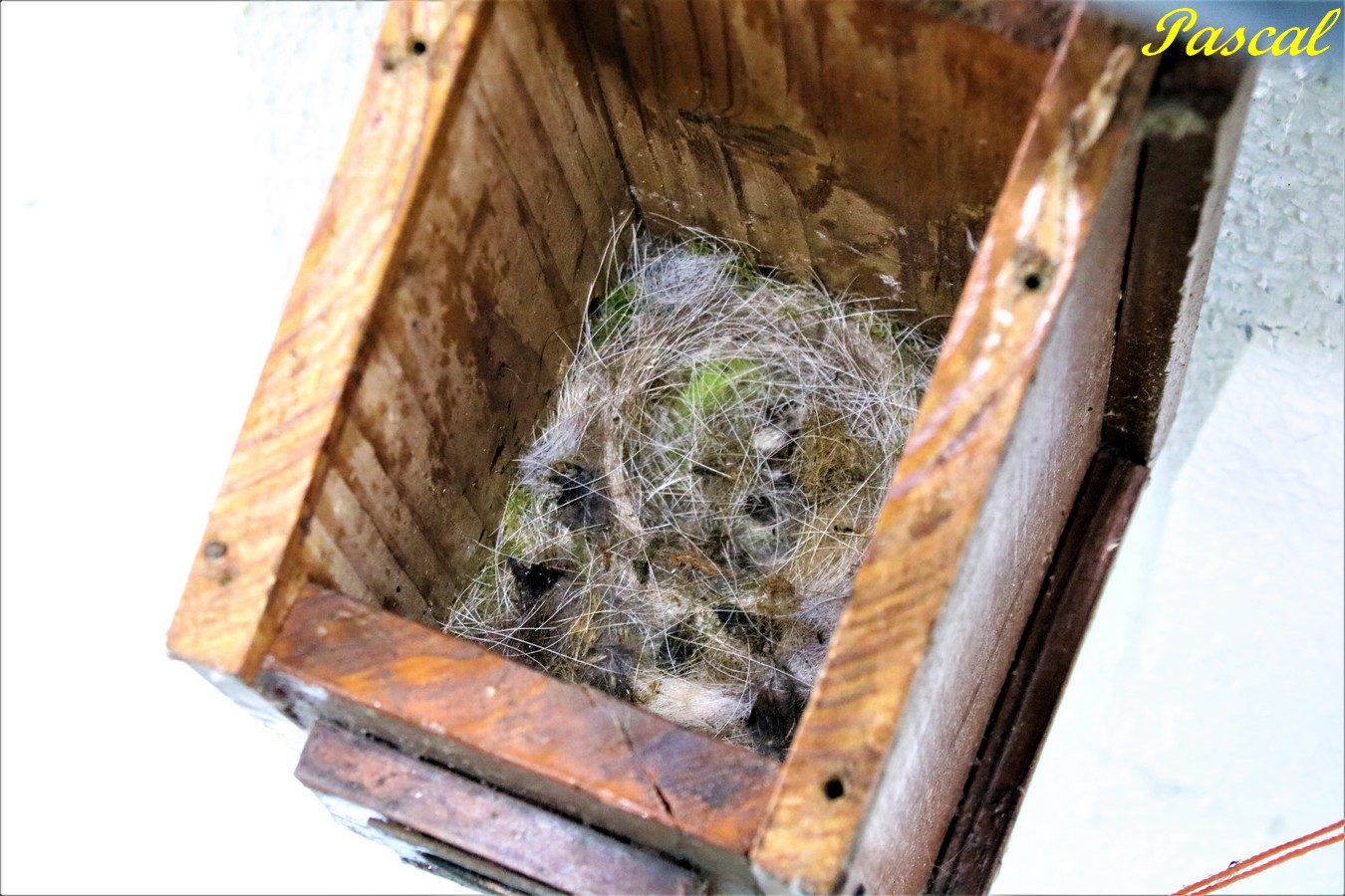 IMG_5352 - Copie.JPG