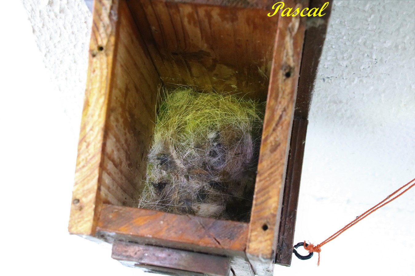 IMG_5353 - Copie.JPG