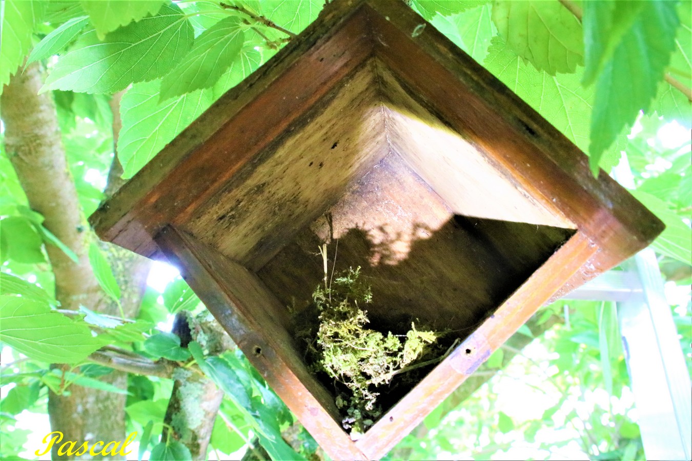 IMG_5350 - Copie.JPG