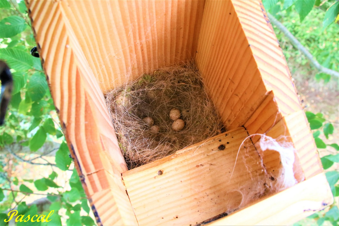 IMG_5346 - Copie.JPG