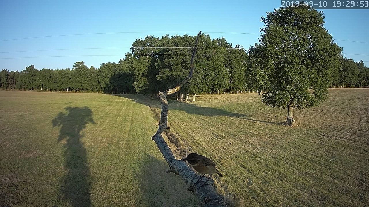 tarier des prés 10.09.jpg