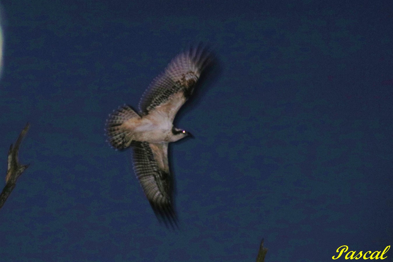 IMG_0483 - Copie.jpg