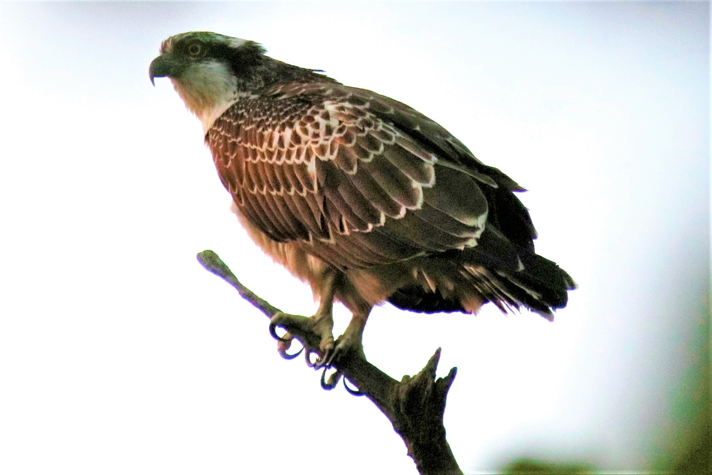 IMG_0497 - Copie.jpg