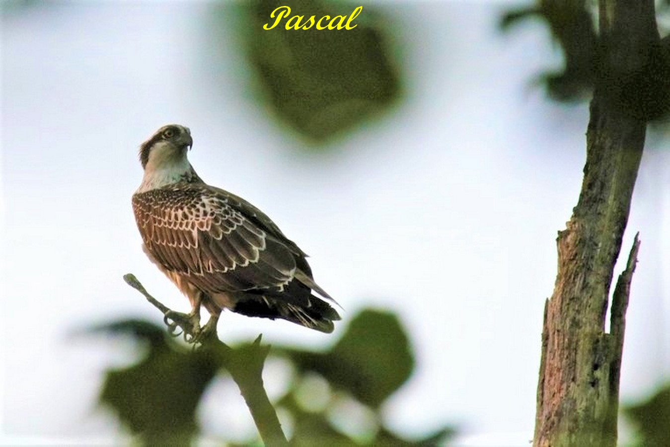 IMG_0498 - Copie.jpg