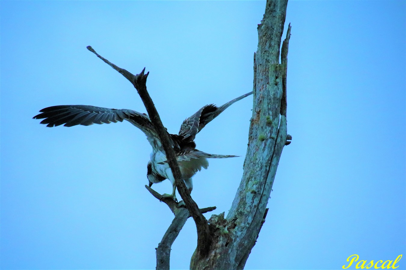 IMG_0552 - Copie.jpg