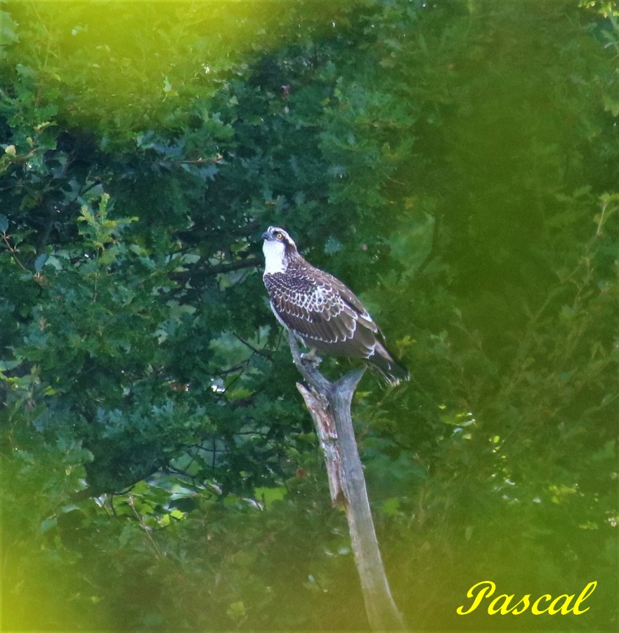 Jeune 1 ére année - Copie.jpg