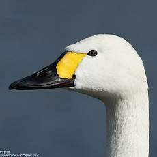 cygne.de.bewick.auau.6p.230.h.jpg