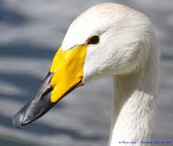 cygne chanteur.jpeg