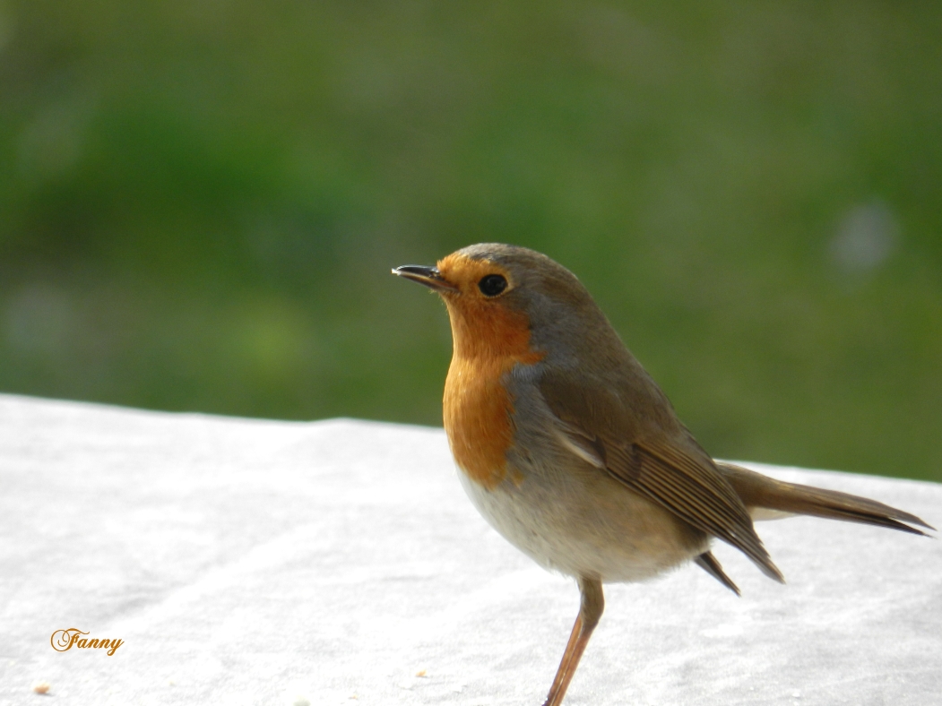 08 02 2012 019 (2) RG Signé.jpg