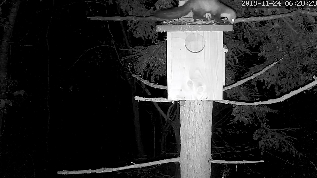 Hulotte attaque fouine.jpg